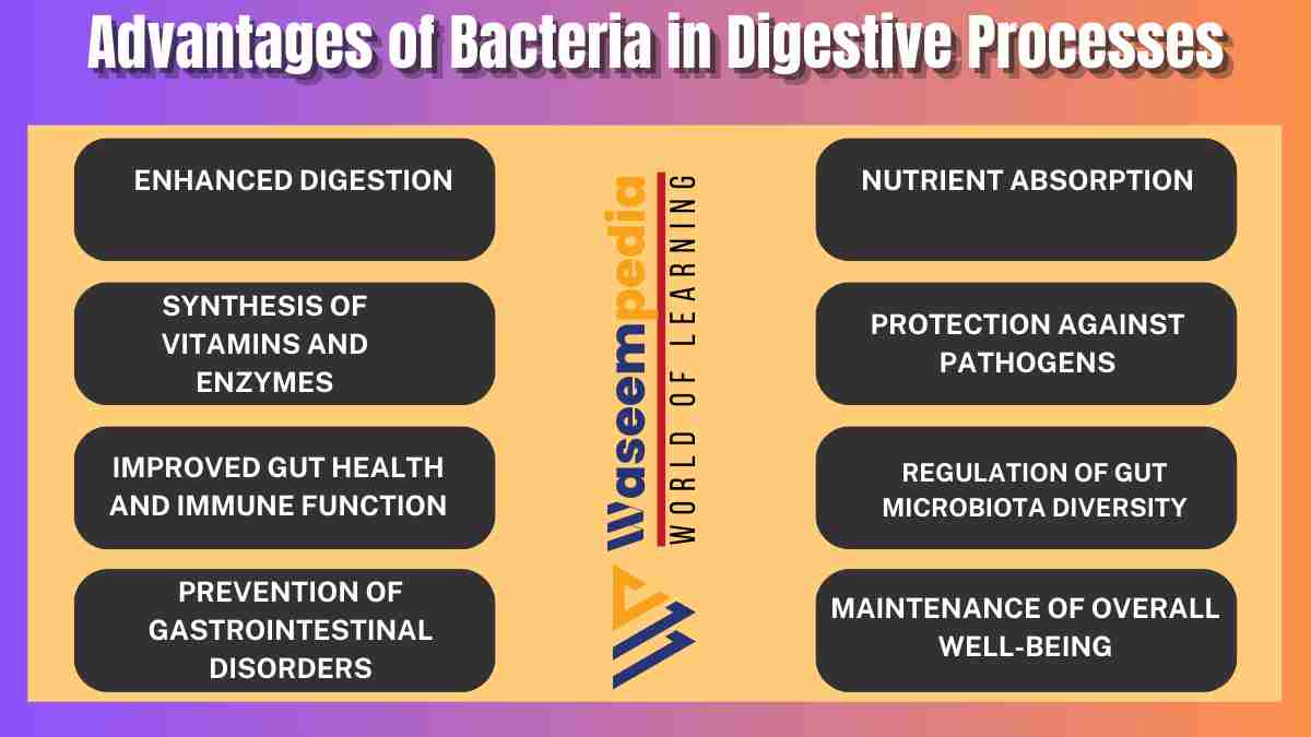 Image showing Advantages of Bacteria in Digestive Processes