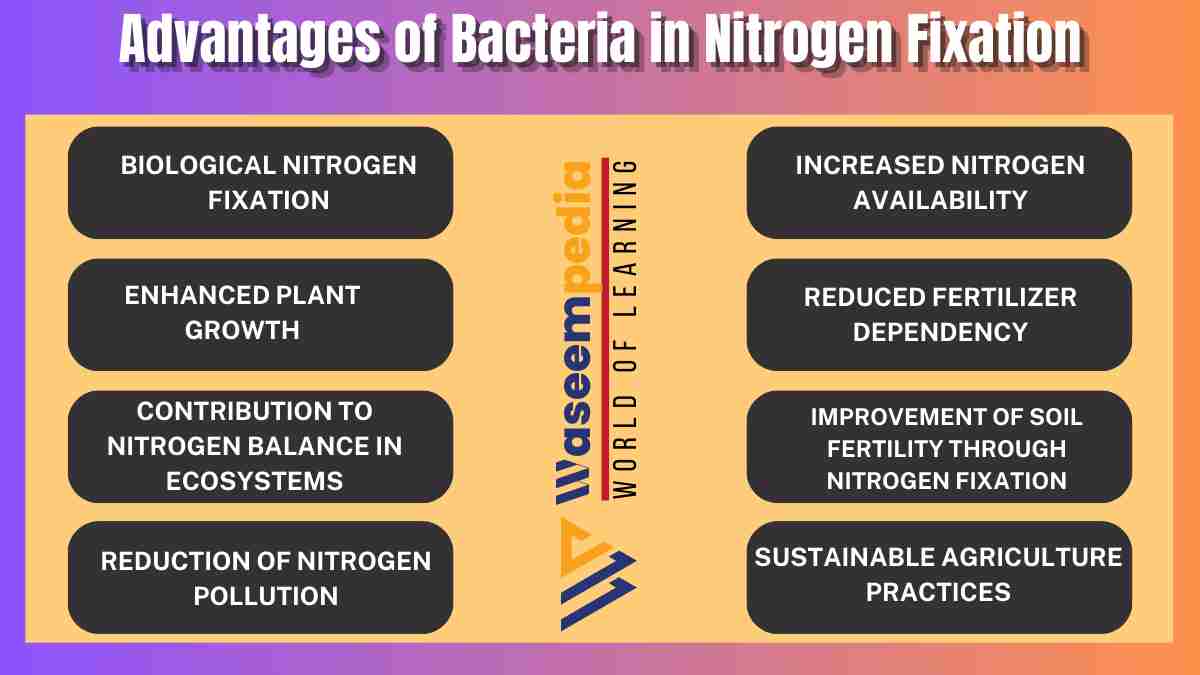 Image showing Advantages of Bacteria in Nitrogen Fixation