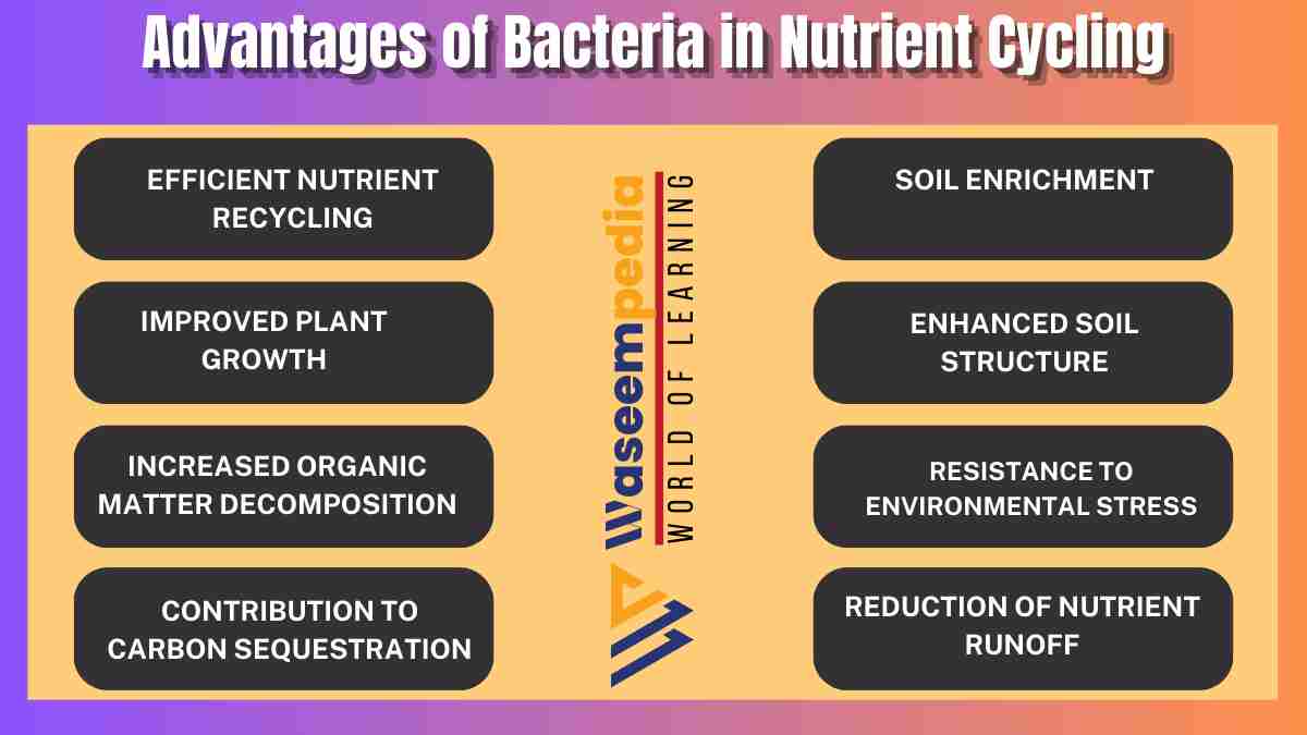 image showing Advantages of Bacteria in Nutrient Cycling