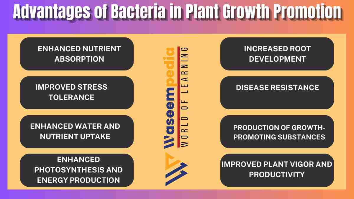 image showing Advantages of Bacteria in Plant Growth Promotion