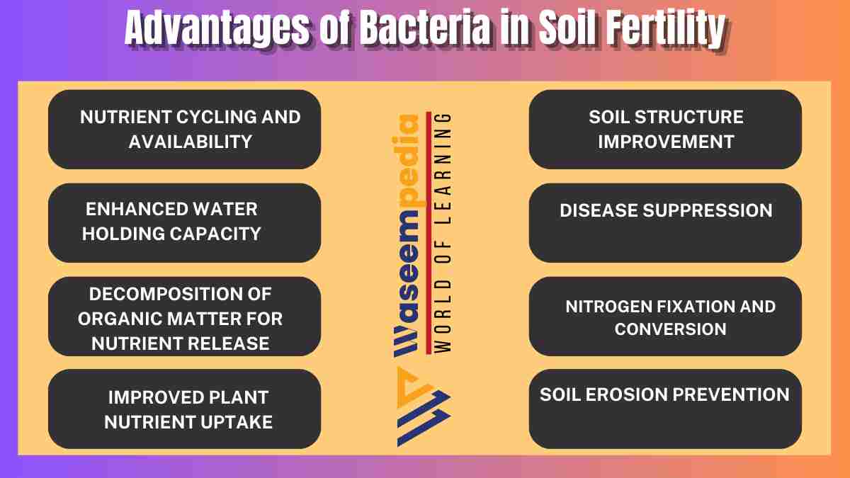 Image showing Advantages of Bacteria in Soil Fertility