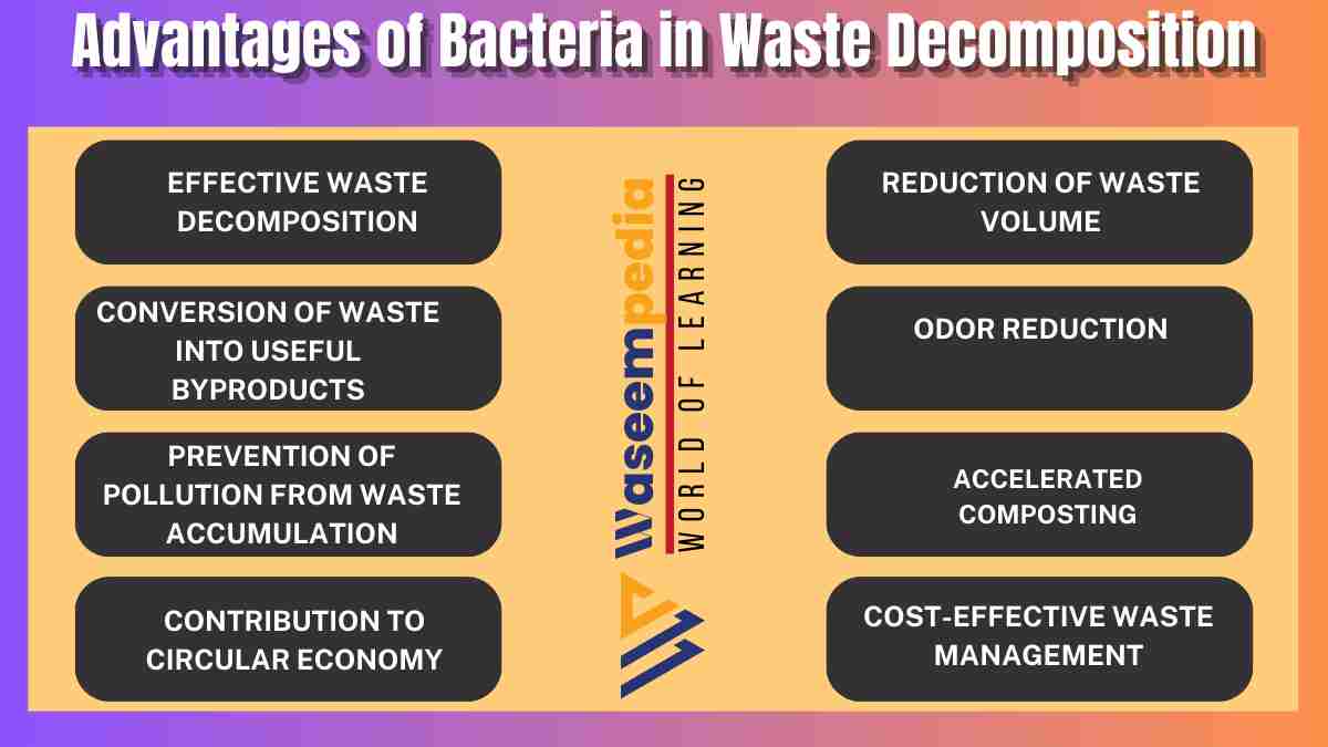 Image showing Advantages of Bacteria in Waste Decomposition